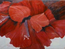 Amarylisblüte (70x100)